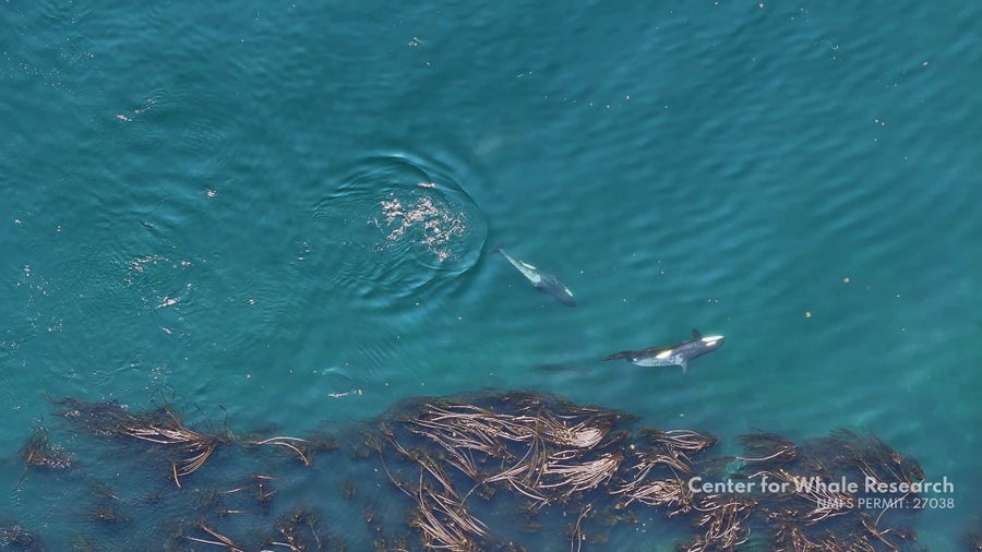 Two orcas swim alongside the edge of a large kelp forest