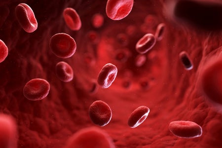 Digital illustration, red blood cells in a blood vessel