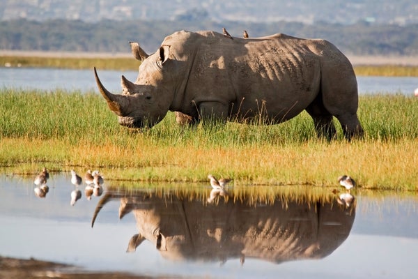 Rhinoceros standing near the edge of a lake in Kenya with its reflection in the water
