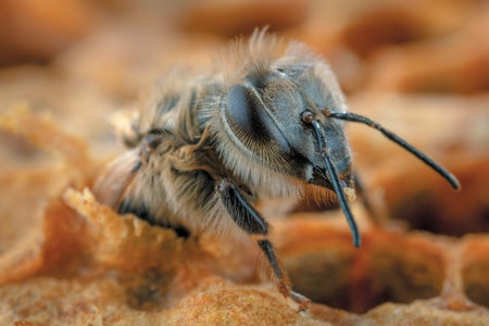 Closeup of a honeybee