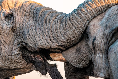Young elephant greeting older elephant