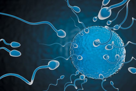 Illustration of sperm going to an egg