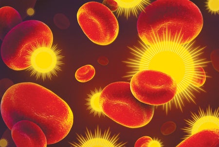 A number of suns floating with Red Blood cells