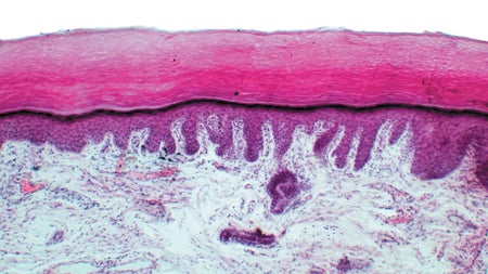 Image of finger tip dyed red