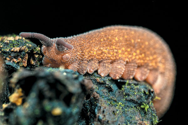 Velvet worms climbing on rock