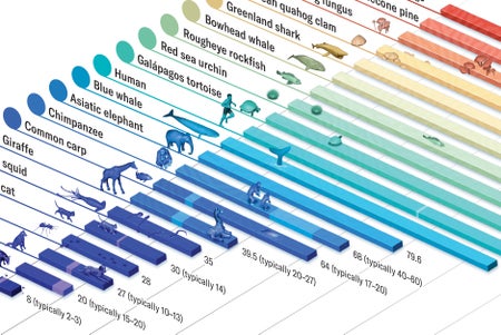Detail of a bar chart showing the longest recorded lifespan for 24 plants and animals
