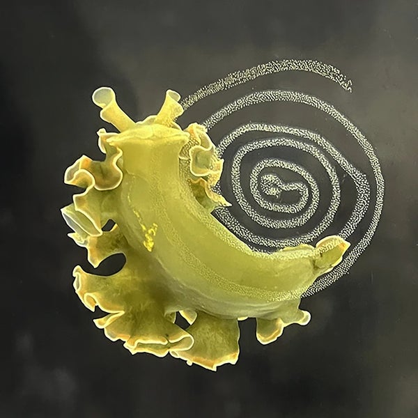 Frilly yellow slug on a spiral