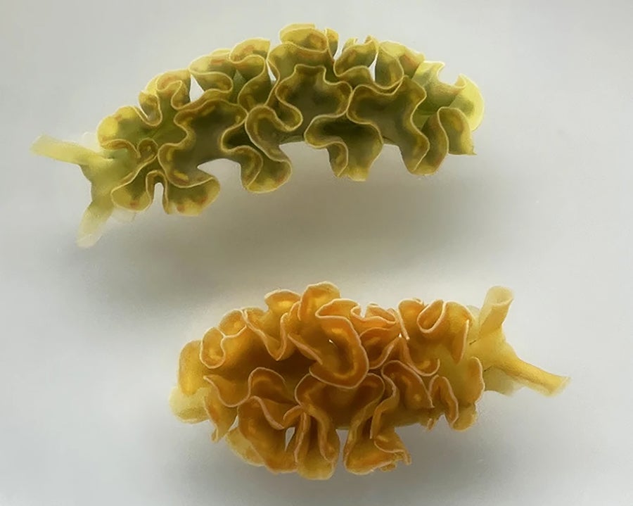 One green and one orange frilly slug