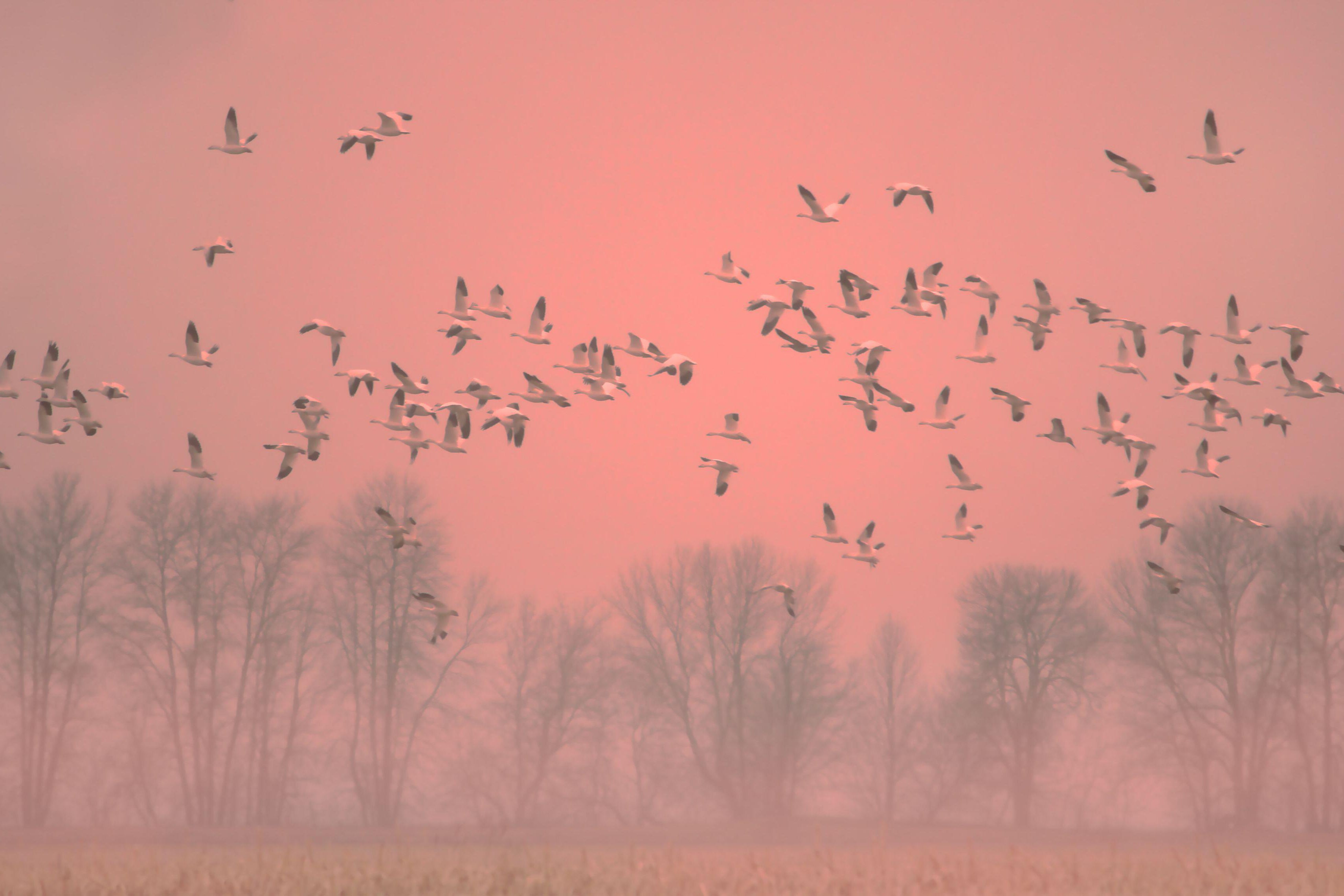 Snow Geese flock in flight over field in foggy pink orange sunset light