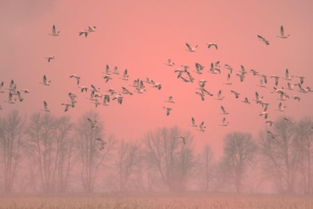 Snow Geese flock in flight over field in foggy pink orange sunset light