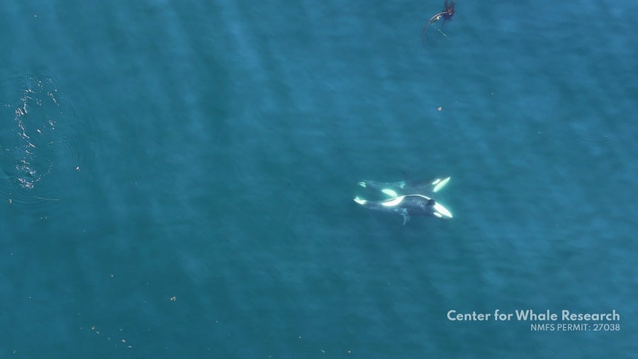 Southern resident killer whales stomach-to-stomach in a wide shot
