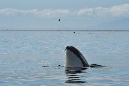 Southern resident killer whale J41 with her head partially above the water and kelp in her mouth