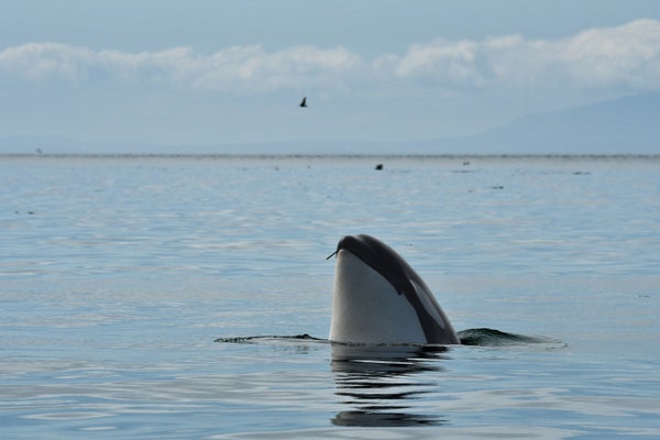 Southern resident killer whale J41 with her head partially above the water and kelp in her mouth