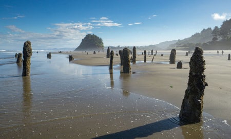 Stumps of Sitka Spruce, drowned from subsidence during a subduction zone earthquake some 1600 years ago, Neskowin, Oregon.