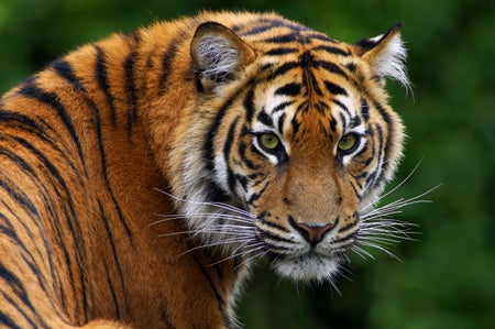 Sumatran Tiger (Panthera tigris sumatrae).