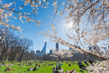People sunbathing and picnicking on Central Park's Sheep Meadow in New York City in early Spring with blossoming cherry tree branches in the foreground and bare trees and the city skyline visible in the background