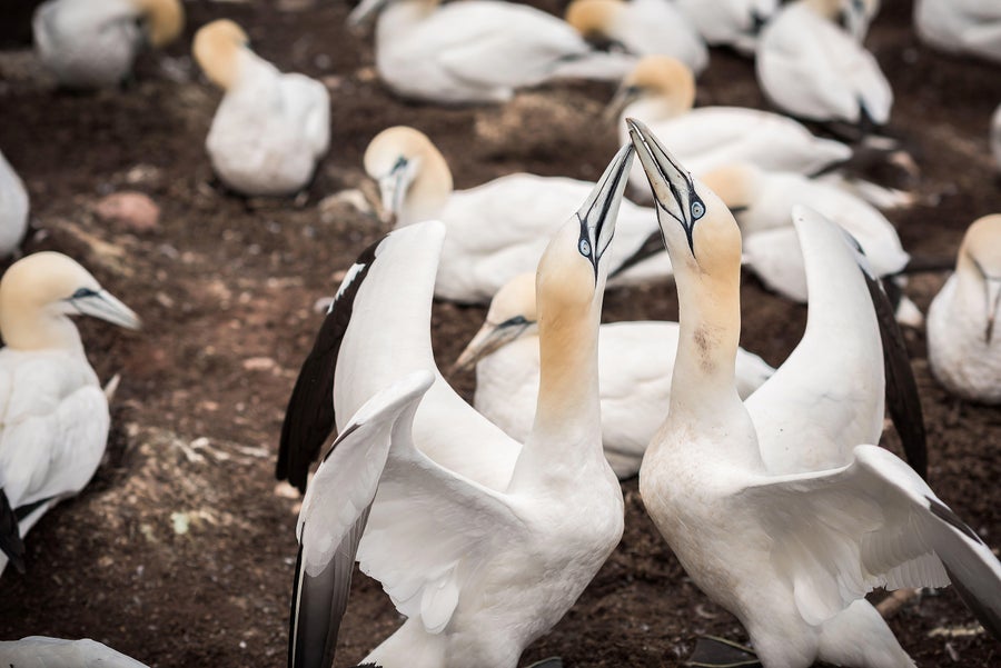 Large white/ivory birds with black accent markings