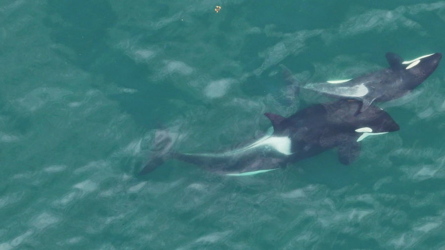 An orca rubs another orca's back with its head, pinning a bit of kelp between them