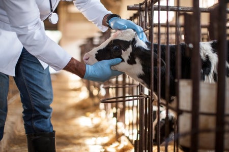 An image of a calf in a barn; a person with gloved hands holds its head.