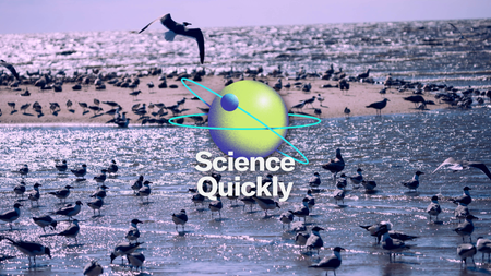 A multitude of birds on a sandy beach.