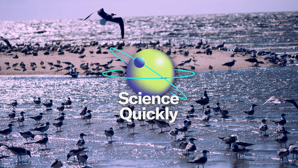 A multitude of birds on a sandy beach.