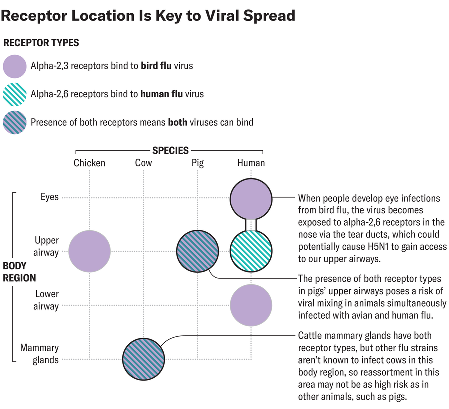 Graphic uses a matrix structure with species on one axis and body region on the other to highlight which receptor types are found in which body regions of chickens, cows, pigs and humans.