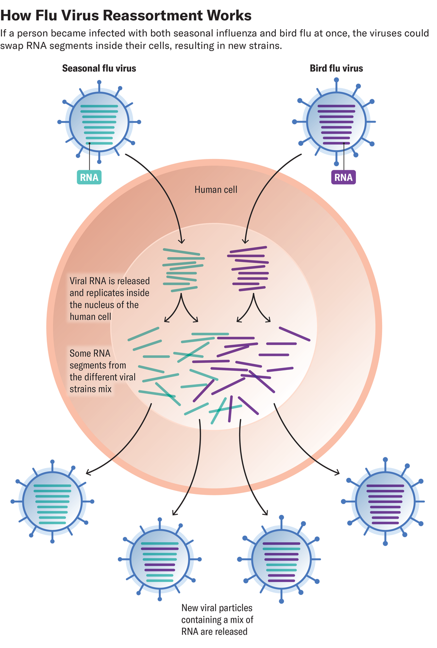 Diagram shows how seasonal influenza and bird flu viruses could swap RNA segments inside a person’s cells, resulting in new strains.