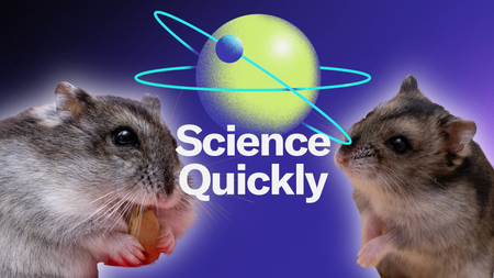 A photo composite featuring two furry hamsters and a planet logo with the words "Science Quickly"