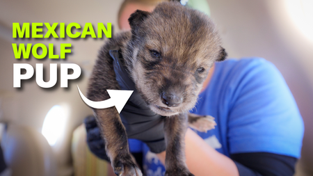 A young wolf pup is held close to the camera by a woman who is obscured
